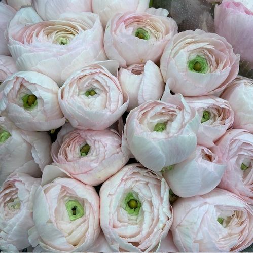 RANUNKEL CLOONY LADY LJUSROSA