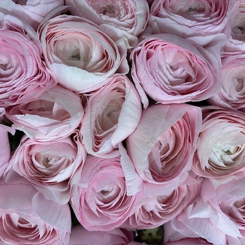 RANUNKEL CLOONY ROSA