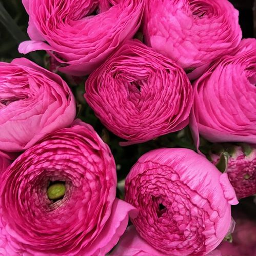 RANUNKEL ROSA AZUR NL