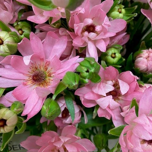 RANUNKEL MODERNA ROSA
