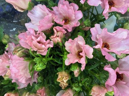 RANUNKEL BUTTERFLY STRAWBERRY ROSA