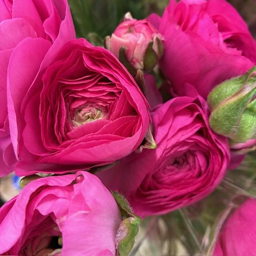 RANUNKEL CERISE AZUUR BON BON