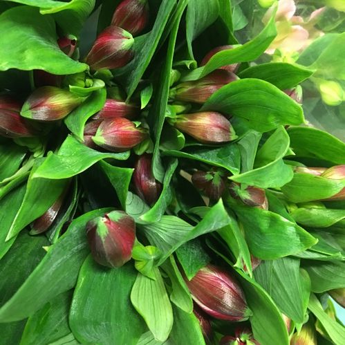 ALSTROMERIA MÖRKRÖD NL