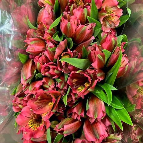 ALSTROMERIA CERISE COLOMBIA 60CM