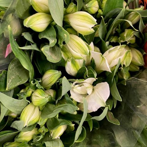 ALSTROMERIA VIT CONCORDE KEN