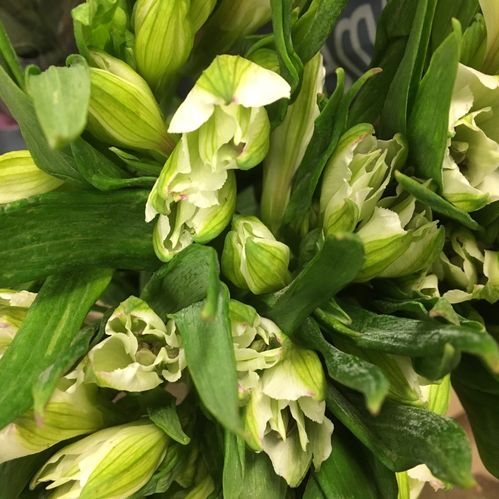 ALSTROMERIA BATIAN VIT MED NÄT X10