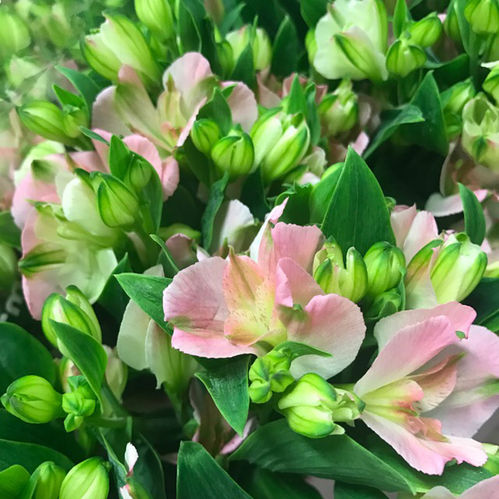 ALSTROMERIA CHARMELIA ROSA