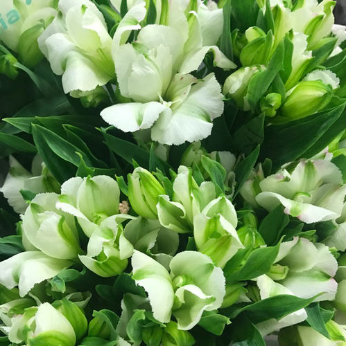 ALSTROMERIA CHARMELIA VIT