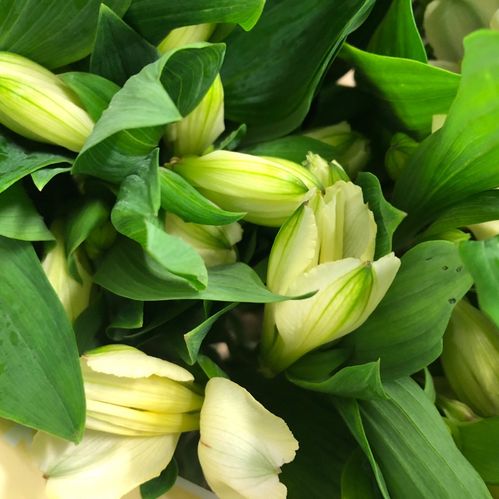 ALSTROMERIA GIGI CREME NL