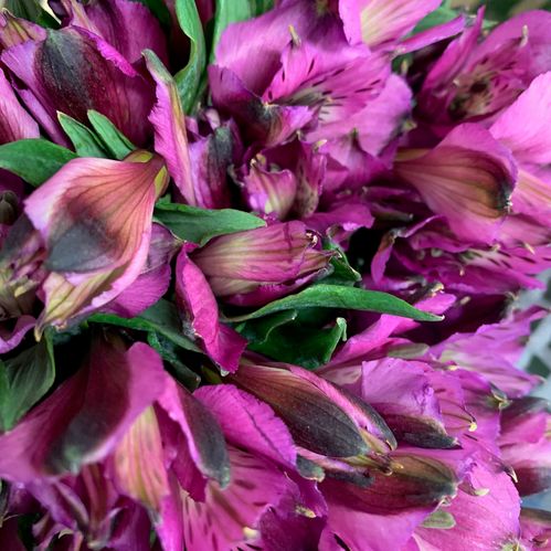ALSTROMERIA CHARMELIA LILA