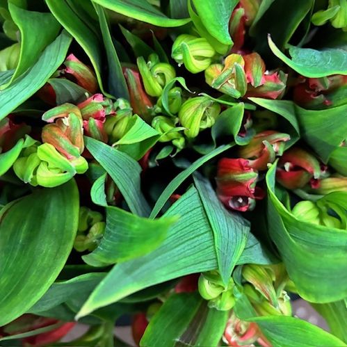 ALSTROMERIA CHARMELIA TINTO RÖD