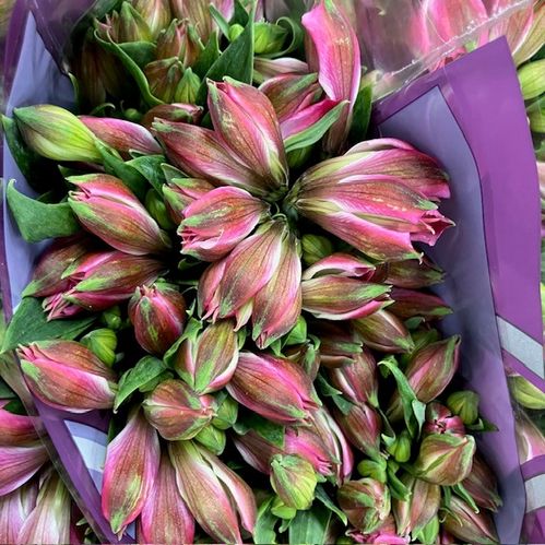 ALSTROMERIA BUBBLICIOUS  M-ROSA NL