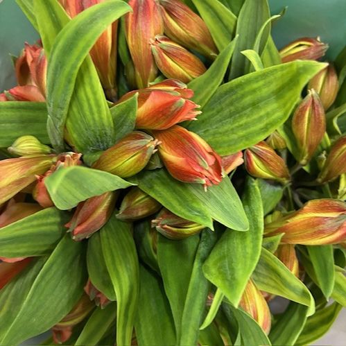 ALSTROMERIA ORANGE CINNAMON