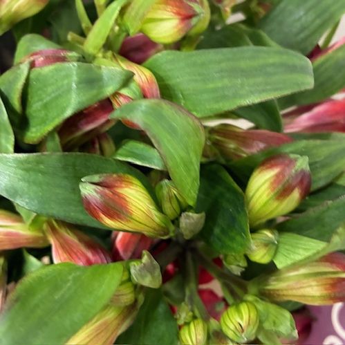 ALSTROMERIA NADYA RÖD NL