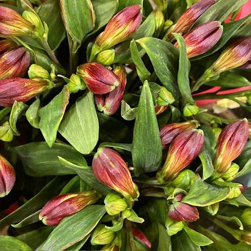 ALSTROMERIA RUMBA RÖD NL