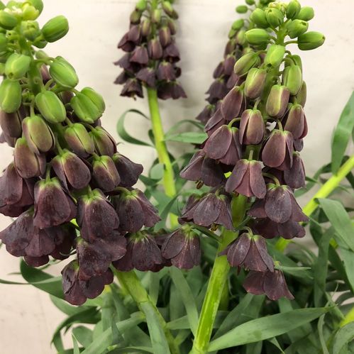 FRITILLARIA PERSICA LILA