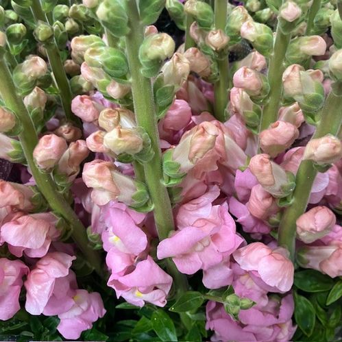 LEJONGAP ROSA ITALIEN