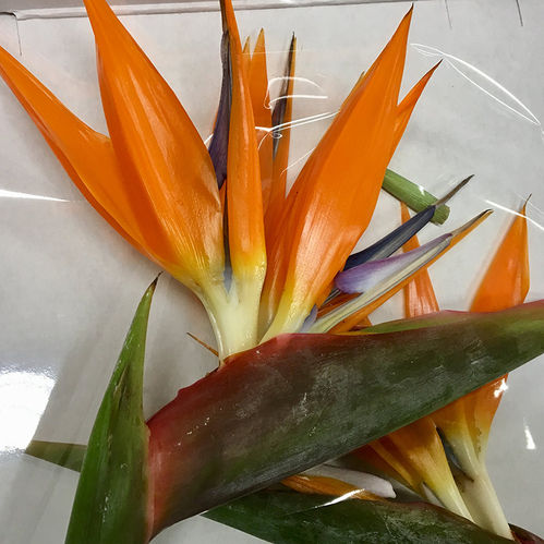 STRELITZIA x5