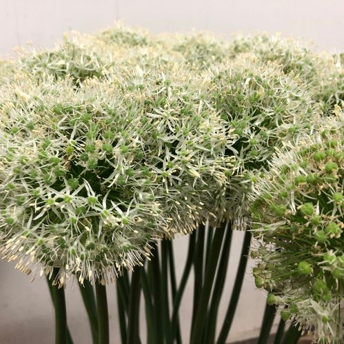 ALLIUM VIT