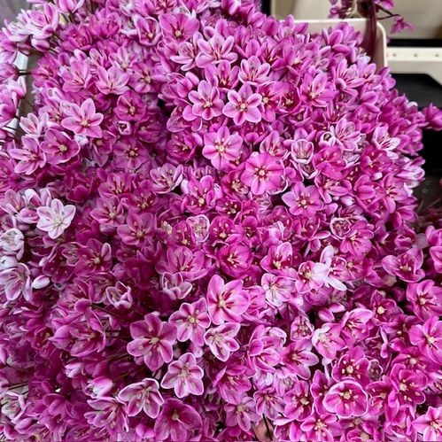 ALLIUM NEOPOLITANUM VIP VIT/ROSA