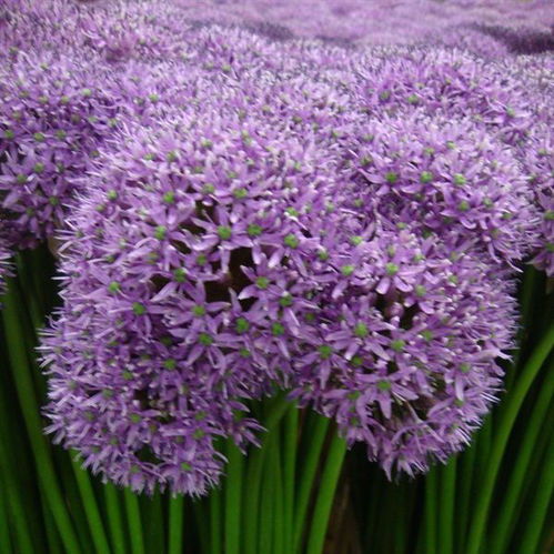 ALLIUM GLADIATOR LILA 70-80CM