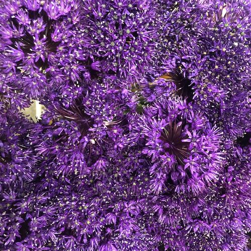 ALLIUM PURPLE SENSATION LILA
