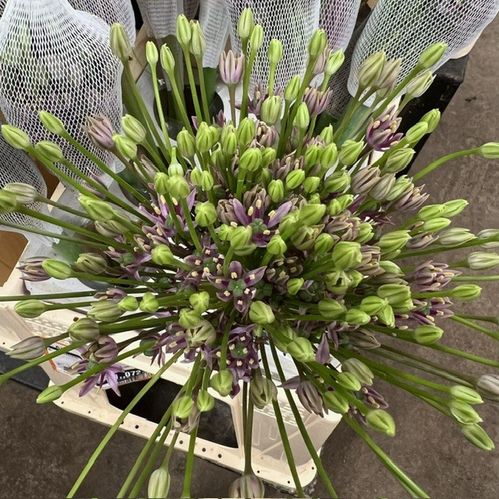 ALLIUM SCHUBERTII 55 CM