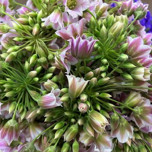ALLIUM ROSY BELLS