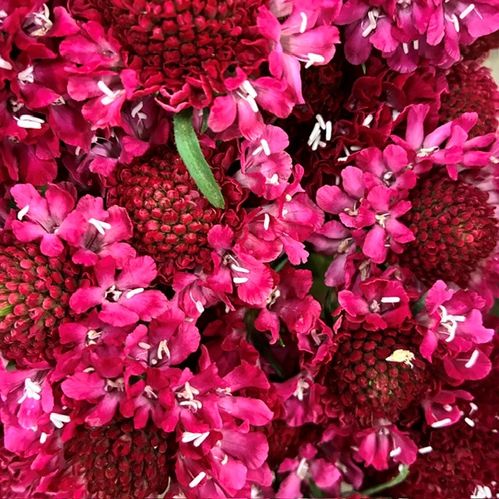 SCABIOSA RED VELVET SCOOP