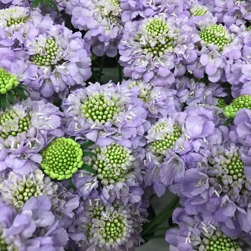 SCABIOSA SCOOP LAVENDEL