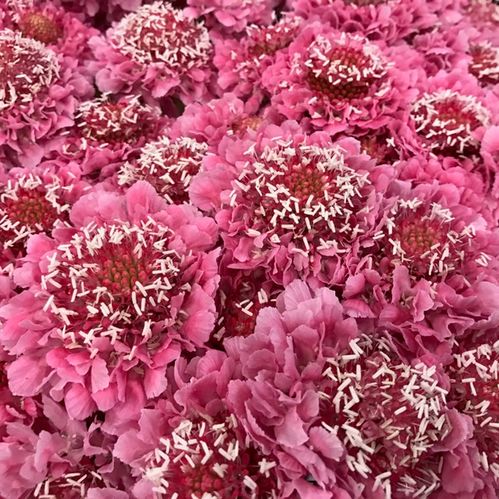SCABIOSA CANDY SCOOP ROSA