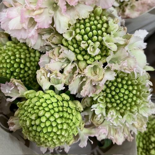 SCABIOSA VANILLA BON BON SCOOP LJ-ROSA