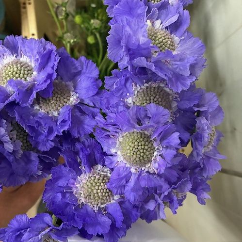 SCABIOSA LAVENDEL