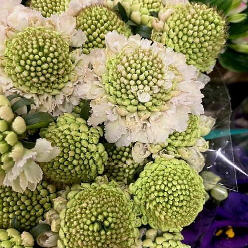 SCABIOSA HANOI ROSA