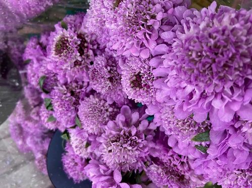 SCABIOSA SAURA ROSA