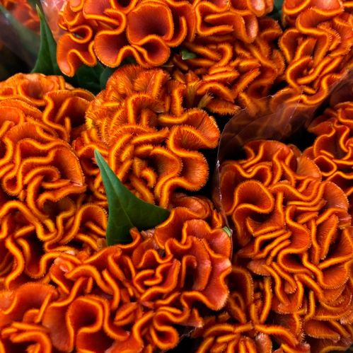 CELOSIA APRICOT