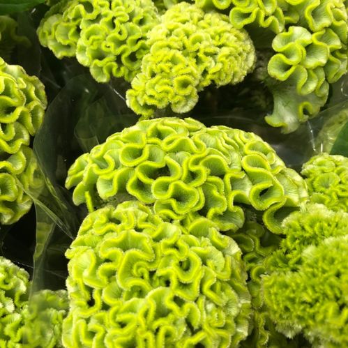 CELOSIA TUPPKAM GRÖN