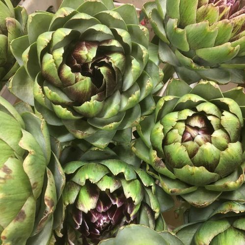 KRONÄRTSKOCKA CYNARA EX
