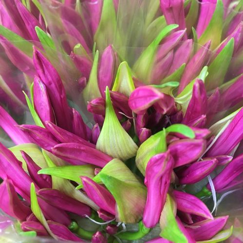 NERINE CERISE