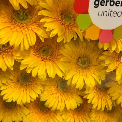 GERMINI GUL LJUST ÖGA