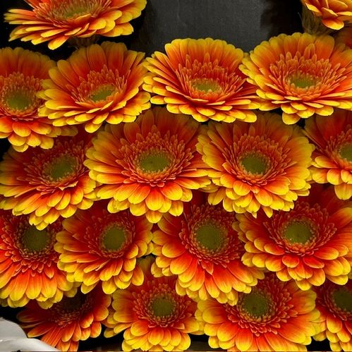 GERMINI ARIBA 2-F GUL-ORANGE