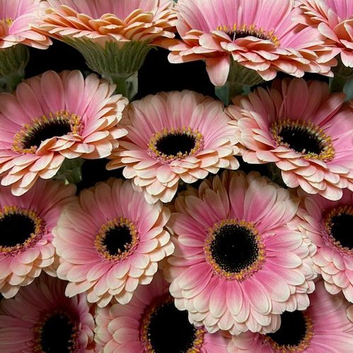 GERMINI ESMEE ROSA