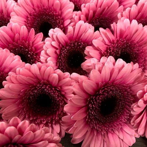 GERMINI ISABELL 2-F ROSA