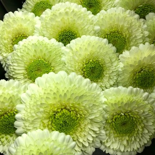 GERMINI GERPONI  KERMIT VIT/LIME