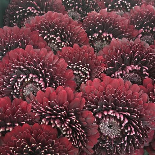 GERMINI POMPONI BLACK PEARL