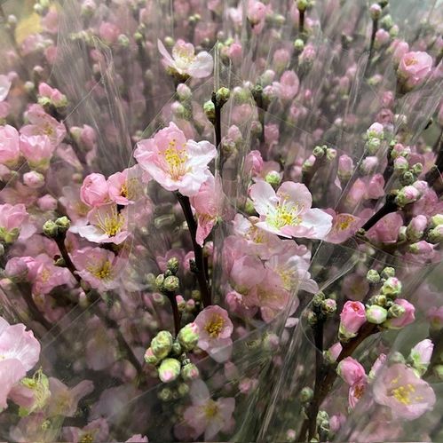 PERSIKOKVIST ROSA 50-60CM BUNT