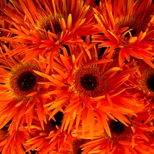 GERMINI SPINDEL ORANGE