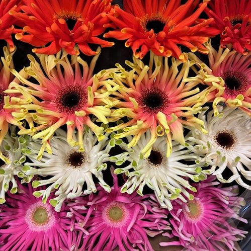 GERMINI/GERBERA PASTINI MIX X15