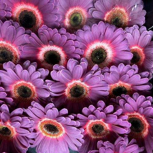 GERMINI PURPLE WONDER