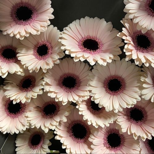 GERMINI ABBY LOU VIT/ROSA